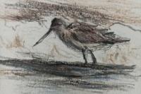 Limosa lapponica