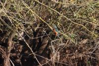 Alcedo atthis