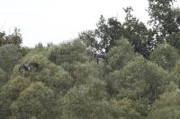 Ciconia nigra