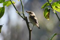 Phylloscopus collybita