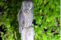 Asio otus