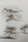 Limosa limosa