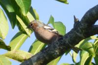 Fringilla coelebs