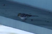 Motacilla cinerea