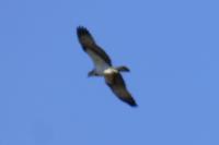 Pandion haliaetus