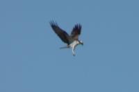 Pandion haliaetus