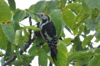 Dendrocopos medius