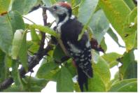 Dendrocopos medius