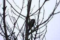 Dendrocopos major