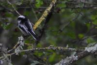 Aegithalos caudatus