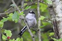 Aegithalos caudatus