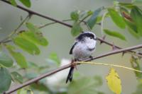 Aegithalos caudatus