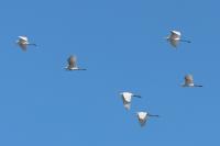 Ardea alba