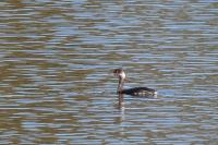 Podiceps nigricollis