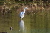 Ardea alba