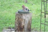 Garrulus glandarius