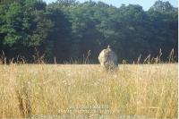 Buteo buteo