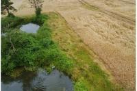 Ardea cinerea
