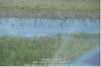 Ardea cinerea