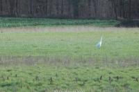 Ardea alba
