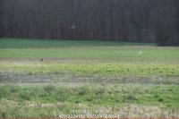 Ardea alba