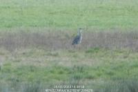 Ardea cinerea