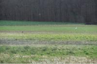 Ardea cinerea
