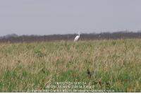 Ardea alba