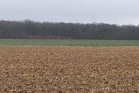 Ardea alba