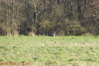 Ardea cinerea