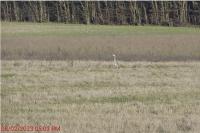 Ardea cinerea