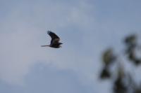 Milvus milvus