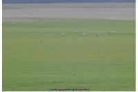 Grus grus