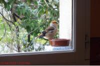 Coccothraustes coccothraustes
