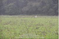 Ardea alba