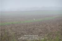 Ardea alba