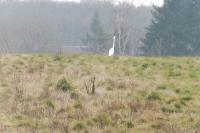Ardea alba