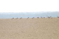 Grus grus