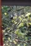 Accipiter nisus