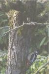 Dendrocopos major