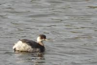Podiceps nigricollis