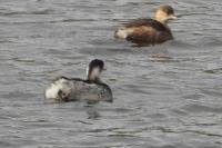 Podiceps nigricollis