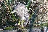 Nycticorax nycticorax