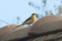 Motacilla cinerea