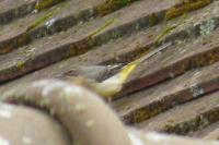 Motacilla cinerea