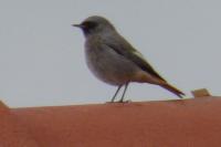 Phoenicurus ochruros