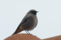Phoenicurus ochruros