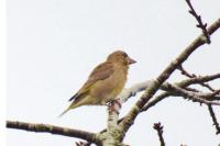 Chloris chloris