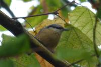Sitta europaea