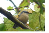 Sitta europaea